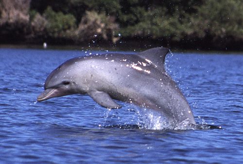 Indo-Pacific bottlenose dolphin